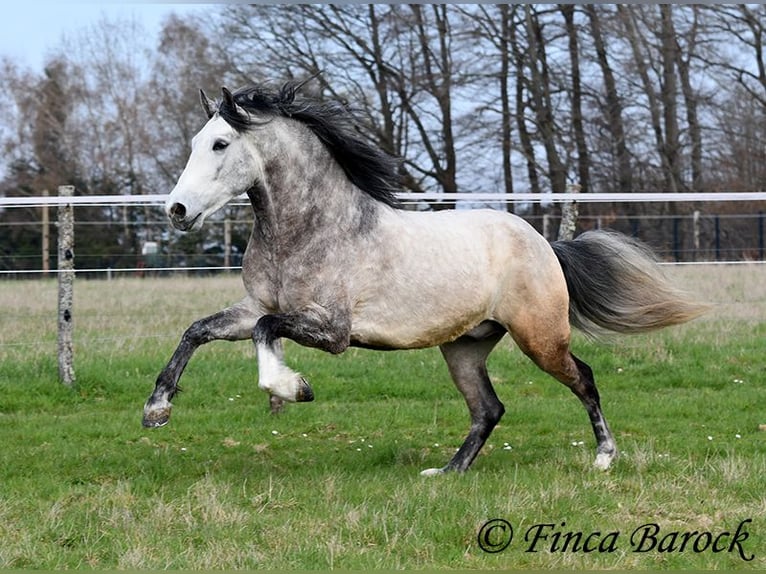 Andalusian Gelding 6 years 15,2 hh Grey in Wiebelsheim