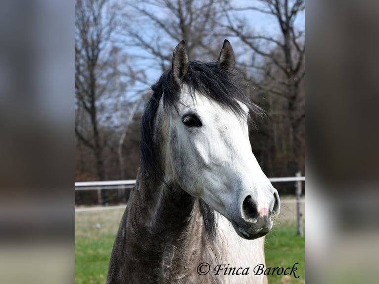 Andalusian Gelding 6 years 15,2 hh Grey in Wiebelsheim