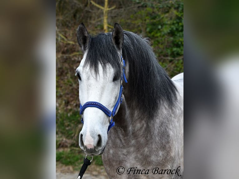 Andalusian Gelding 6 years 15,2 hh Grey in Wiebelsheim