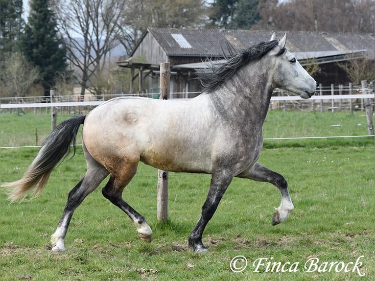 Andalusian Gelding 6 years 15,2 hh Grey in Wiebelsheim