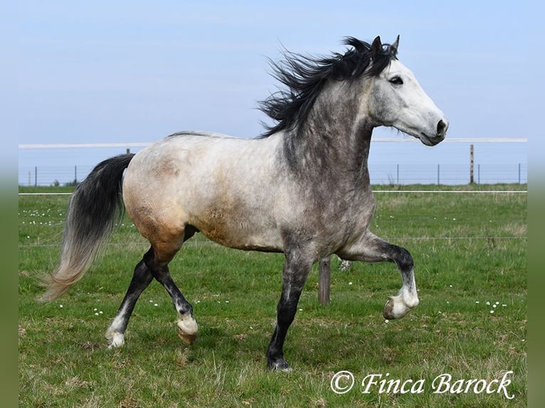 Andalusian Gelding 6 years 15,2 hh Grey in Wiebelsheim