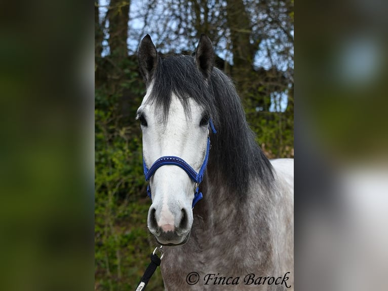 Andalusian Gelding 6 years 15,2 hh Grey in Wiebelsheim