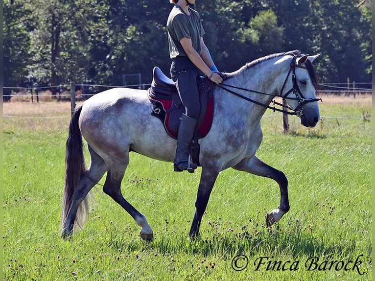 Andalusian Gelding 6 years 15,2 hh Grey in Wiebelsheim