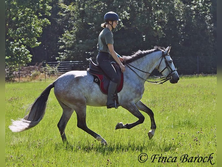 Andalusian Gelding 6 years 15,2 hh Grey in Wiebelsheim