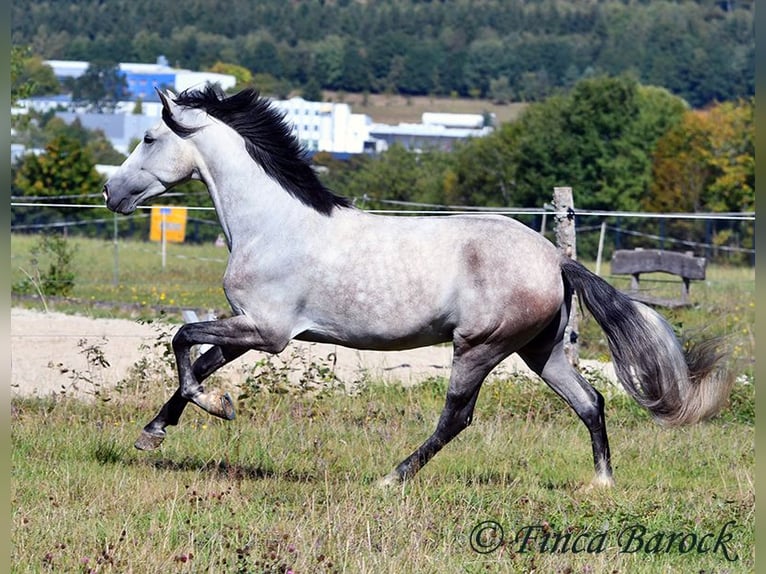 Andalusian Gelding 6 years 15,2 hh Grey in Wiebelsheim