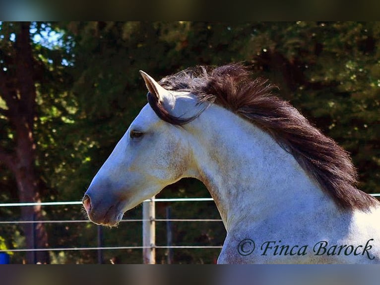 Andalusian Gelding 6 years 15,2 hh Grey in Wiebelsheim