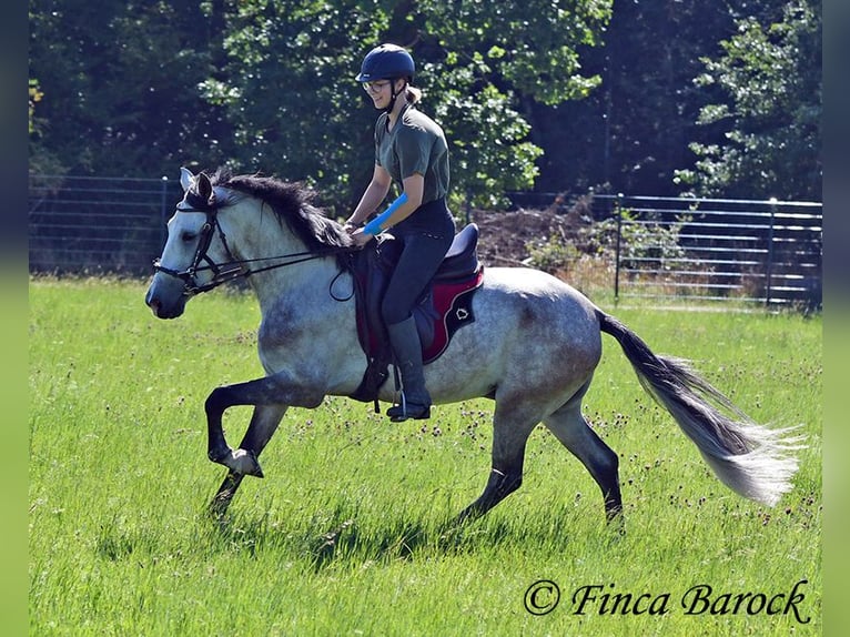 Andalusian Gelding 6 years 15,2 hh Grey in Wiebelsheim