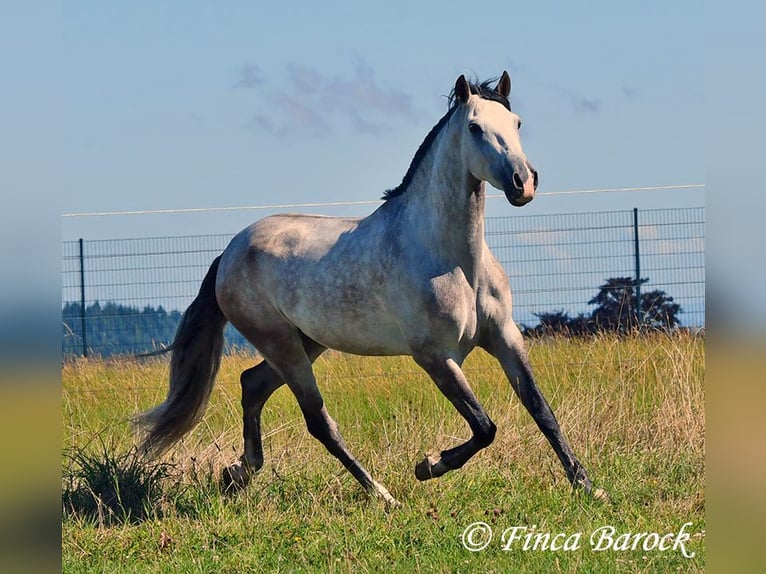 Andalusian Gelding 6 years 15,2 hh Grey in Wiebelsheim