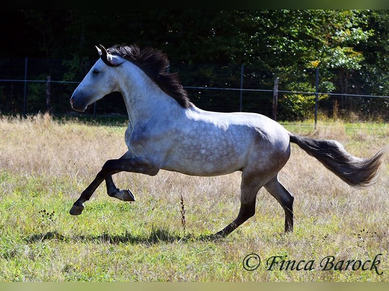 Andalusian Gelding 6 years 15,2 hh Grey in Wiebelsheim