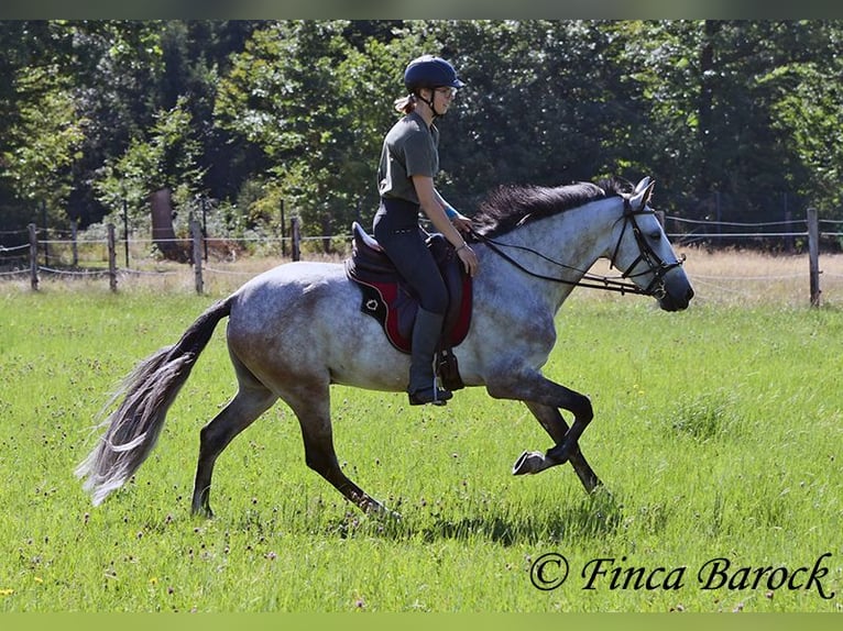 Andalusian Gelding 6 years 15,2 hh Grey in Wiebelsheim