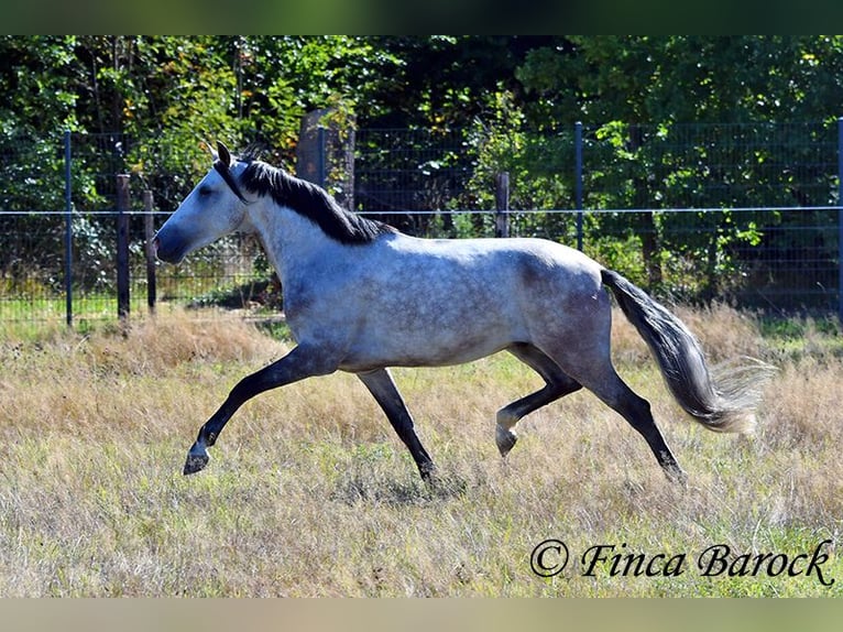 Andalusian Gelding 6 years 15,2 hh Grey in Wiebelsheim