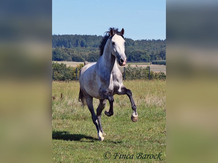 Andalusian Gelding 6 years 15,2 hh Grey in Wiebelsheim