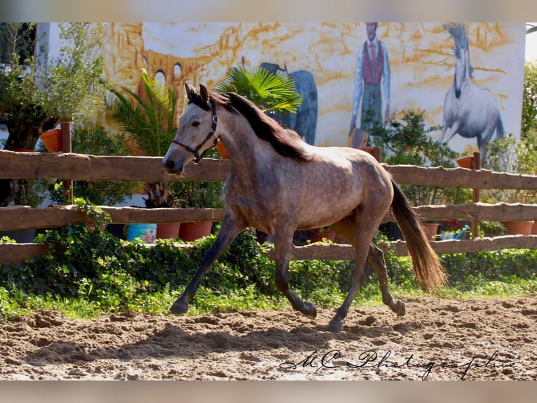 Andalusian Gelding 6 years 15,2 hh Grey-Red-Tan in Polenz