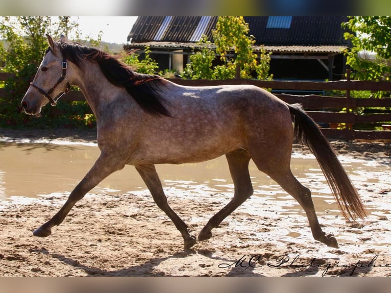 Andalusian Gelding 6 years 15,2 hh Grey-Red-Tan in Polenz