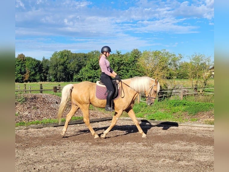 Andalusian Mix Gelding 6 years 15,2 hh Palomino in Karlshuld