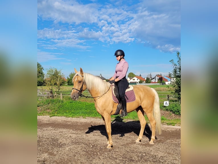 Andalusian Mix Gelding 6 years 15,2 hh Palomino in Karlshuld