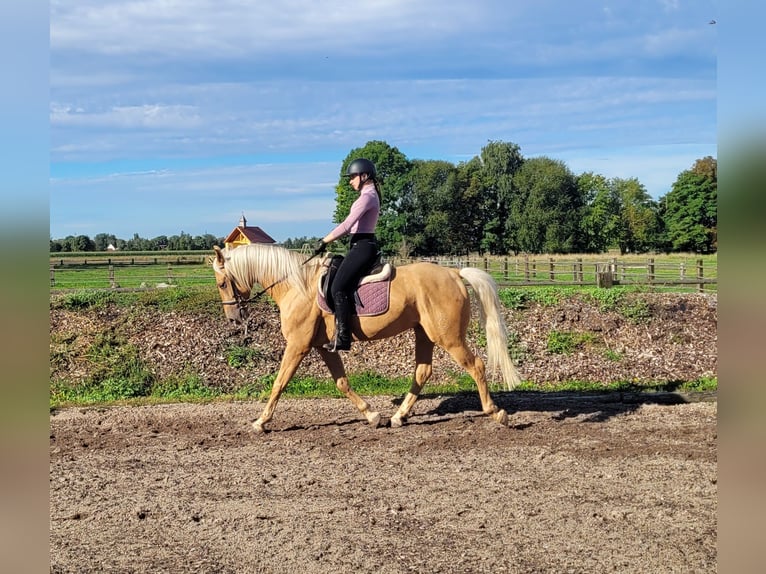 Andalusian Mix Gelding 6 years 15,2 hh Palomino in Karlshuld
