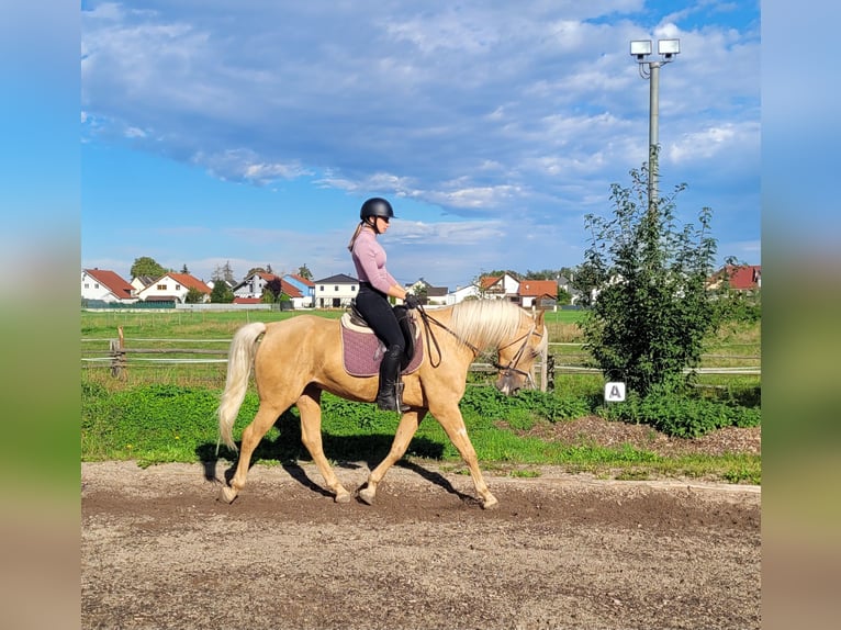 Andalusian Mix Gelding 6 years 15,2 hh Palomino in Karlshuld