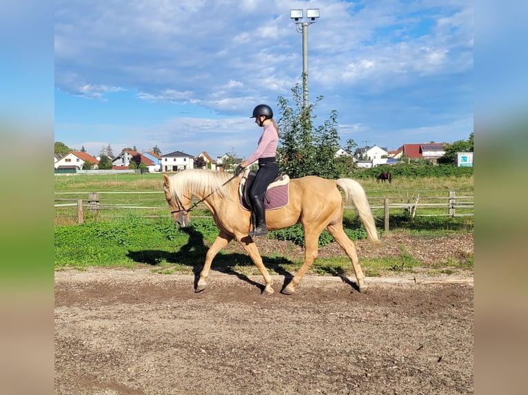 Andalusian Mix Gelding 6 years 15,2 hh Palomino in Karlshuld