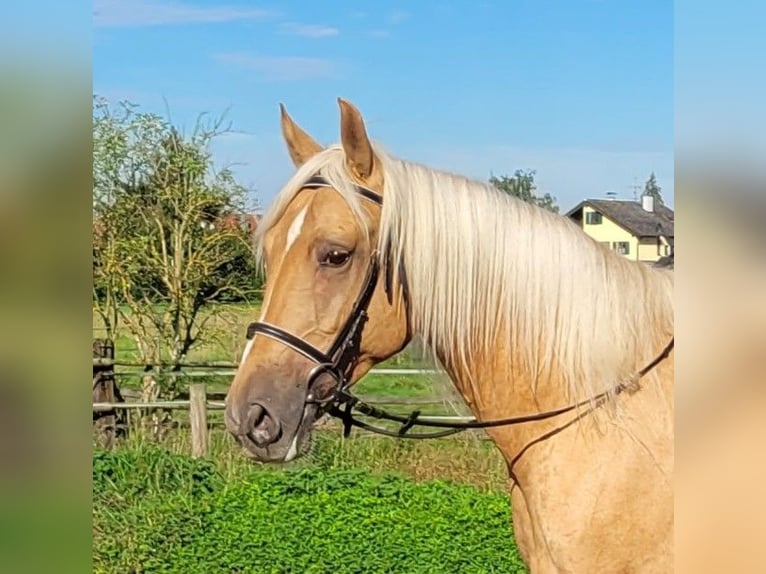 Andalusian Mix Gelding 6 years 15,2 hh Palomino in Karlshuld
