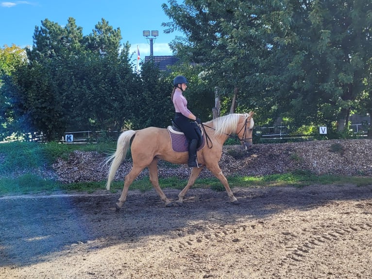 Andalusian Mix Gelding 6 years 15,2 hh Palomino in Karlshuld