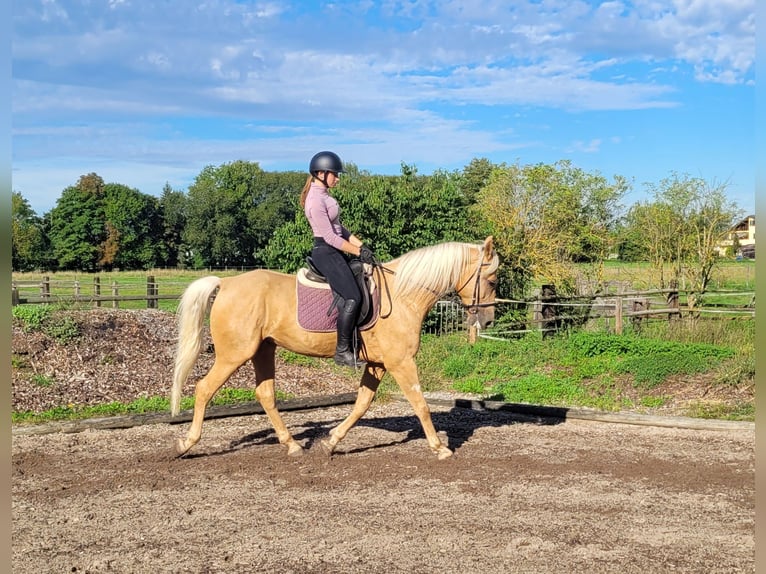 Andalusian Mix Gelding 6 years 15,2 hh Palomino in Karlshuld