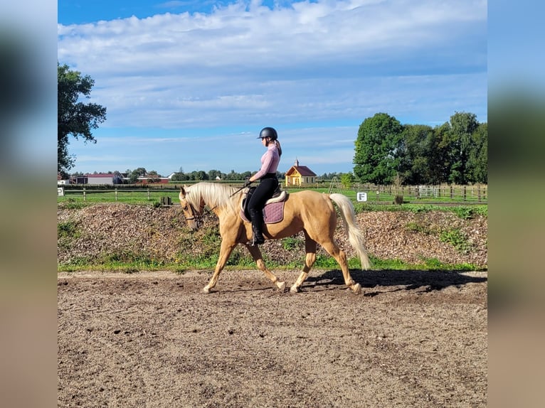Andalusian Mix Gelding 6 years 15,2 hh Palomino in Karlshuld