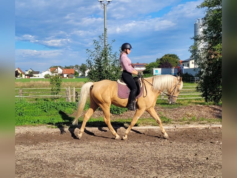 Andalusian Mix Gelding 6 years 15,2 hh Palomino in Karlshuld