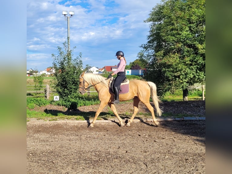 Andalusian Mix Gelding 6 years 15,2 hh Palomino in Karlshuld