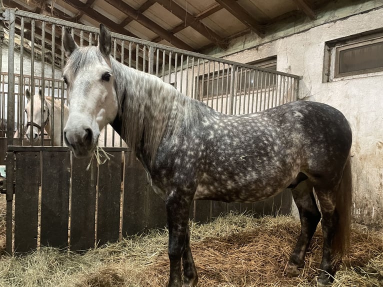 Andalusian Gelding 6 years 15,3 hh Grey-Dapple in Gorzyce