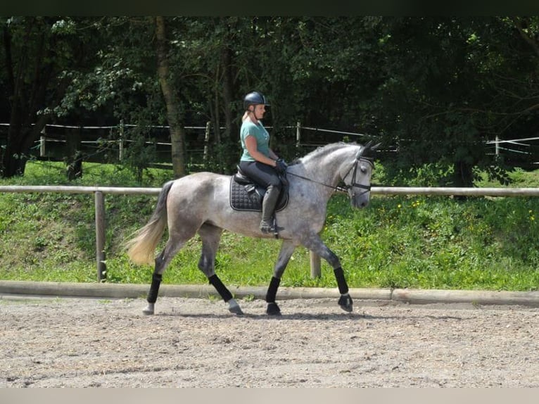 Andalusian Gelding 6 years 16,1 hh Gray-Dapple in Wellheim