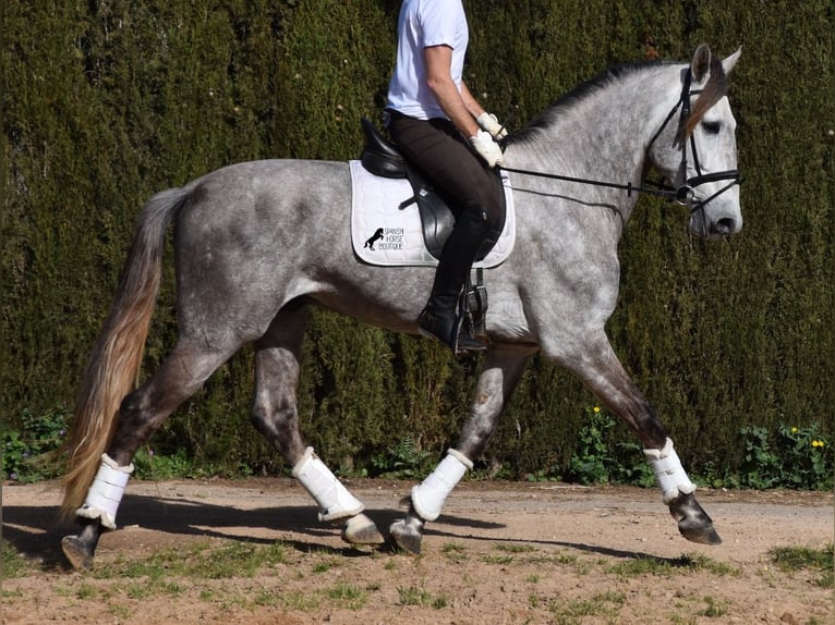 Andalusian Gelding 6 years 16,1 hh Gray in Mallorca