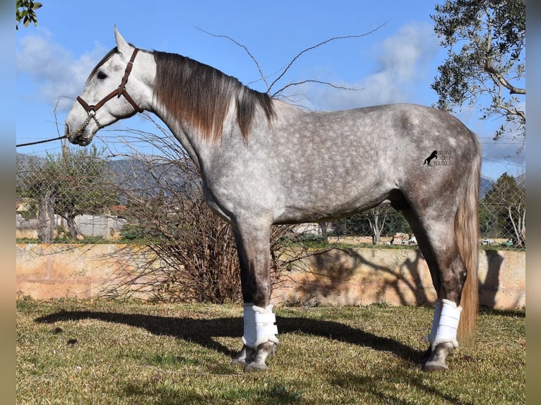 Andalusian Gelding 6 years 16,1 hh Gray in Mallorca