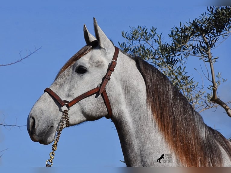 Andalusian Gelding 6 years 16,1 hh Gray in Mallorca