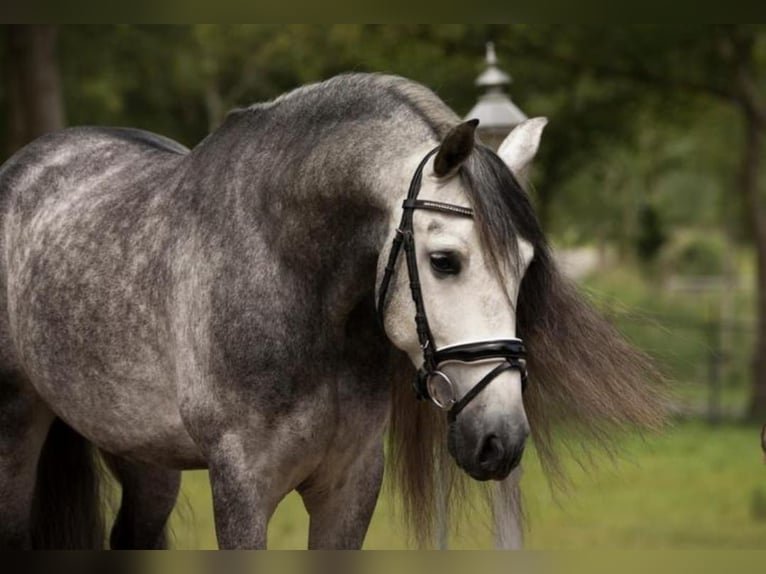 Andalusian Gelding 6 years 16.1 hh Grey in Ried
