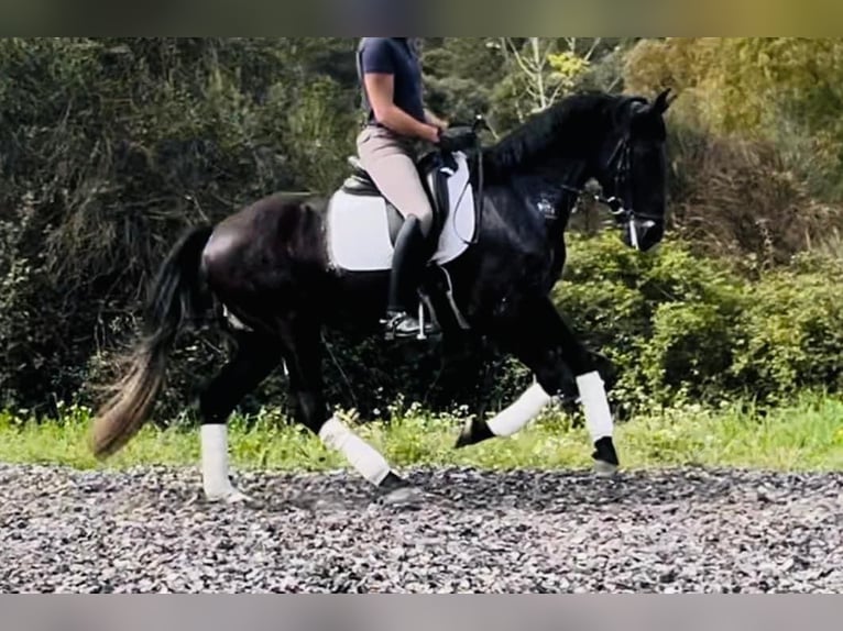 Andalusian Gelding 6 years 16 hh Black in Madrid