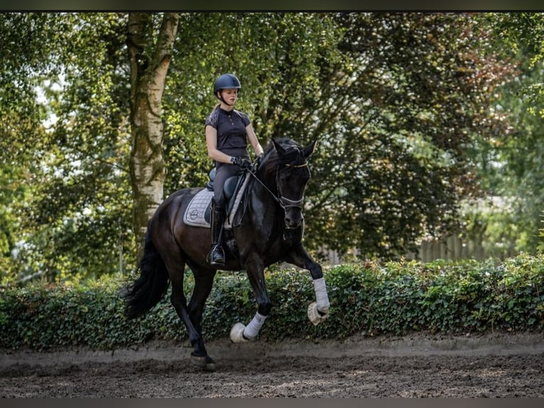 Andalusian Gelding 6 years 16 hh Black in Sottrum