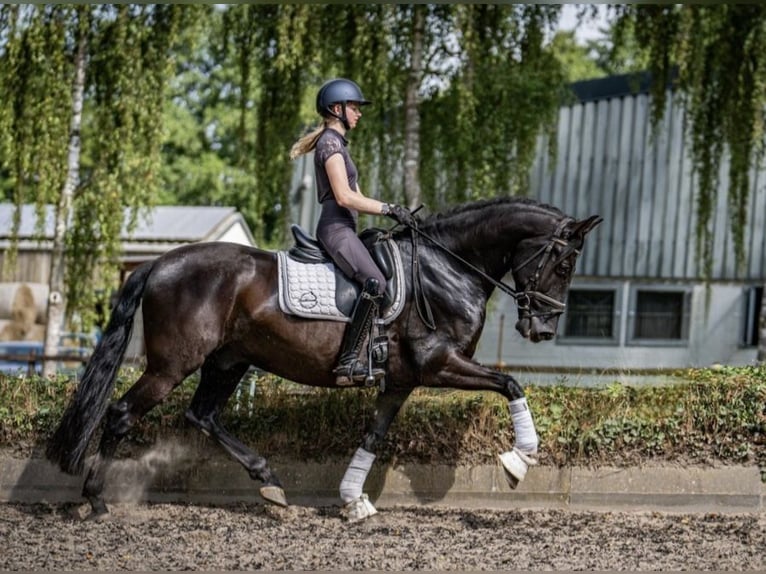 Andalusian Gelding 6 years 16 hh Black in Sottrum