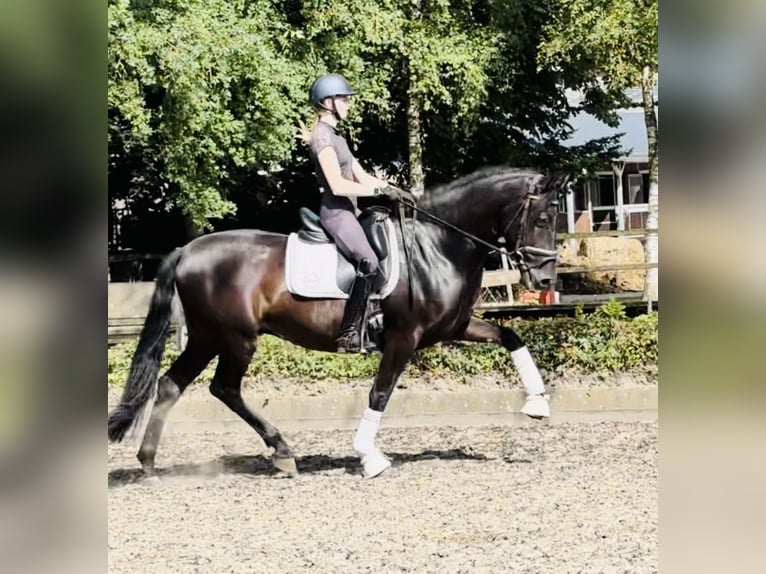 Andalusian Gelding 6 years 16 hh Black in Sottrum