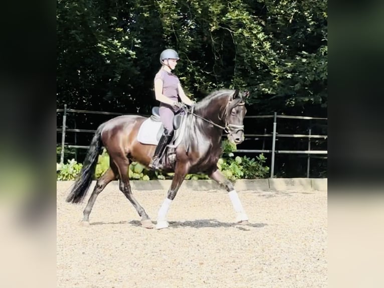 Andalusian Gelding 6 years 16 hh Black in Sottrum