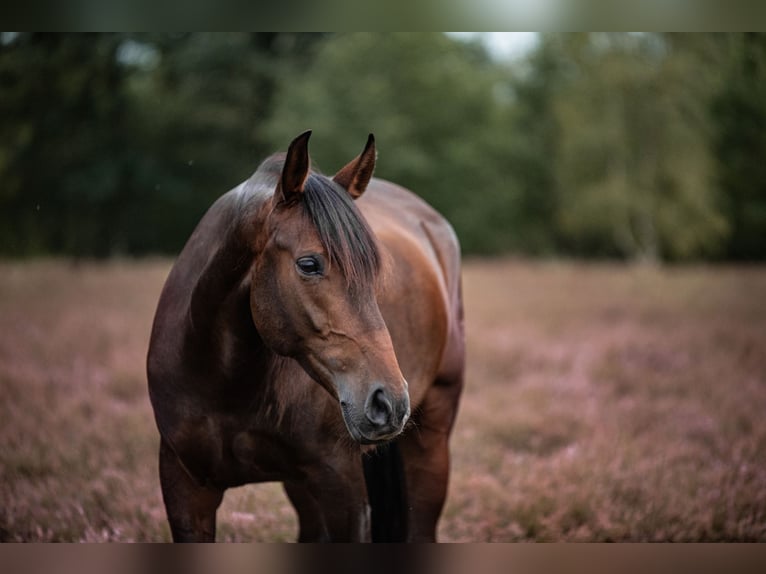 Andalusian Gelding 6 years 16 hh Brown in Hörstel