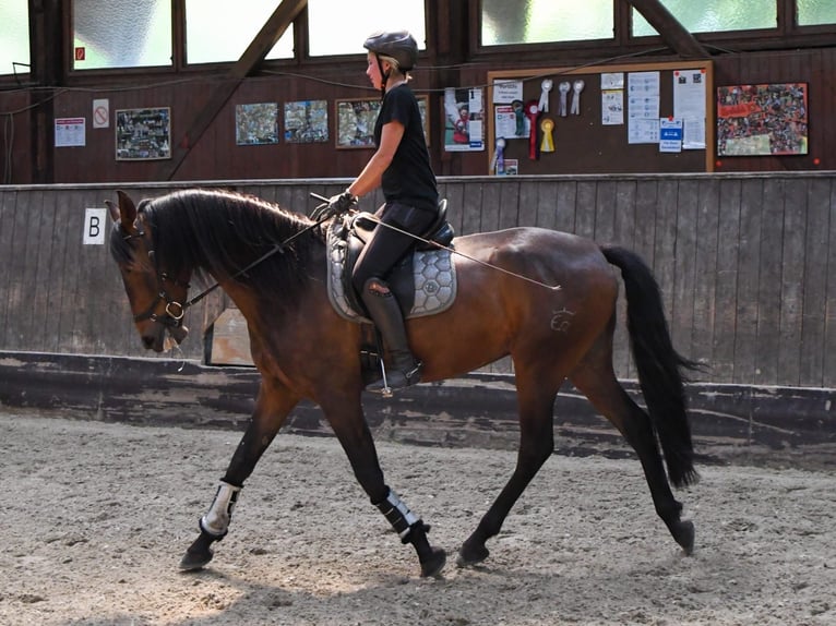 Andalusian Gelding 6 years 16 hh Brown in Hörstel
