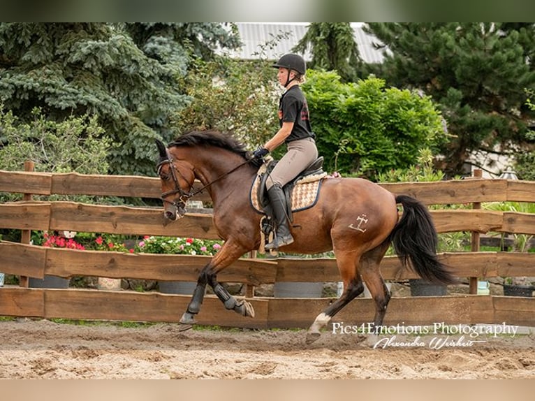 Andalusian Mix Gelding 6 years 16 hh Brown-Light in Brandis