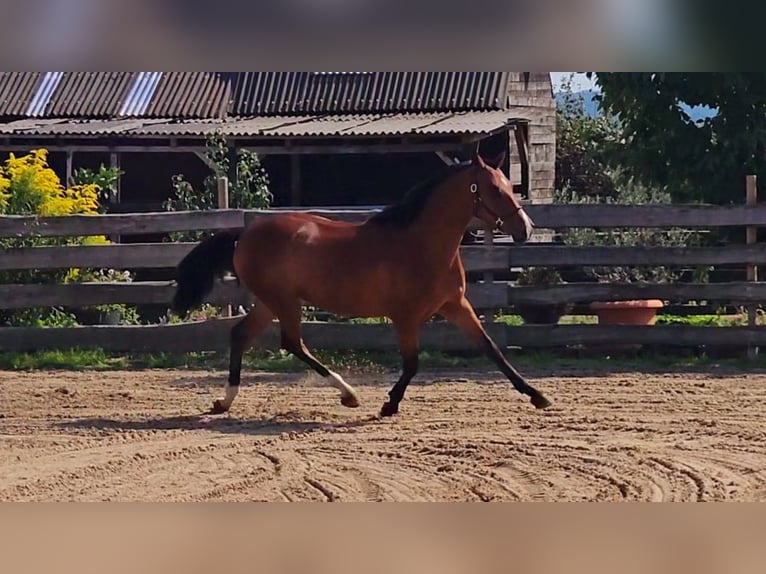 Andalusian Mix Gelding 6 years 16 hh Brown-Light in Brandis