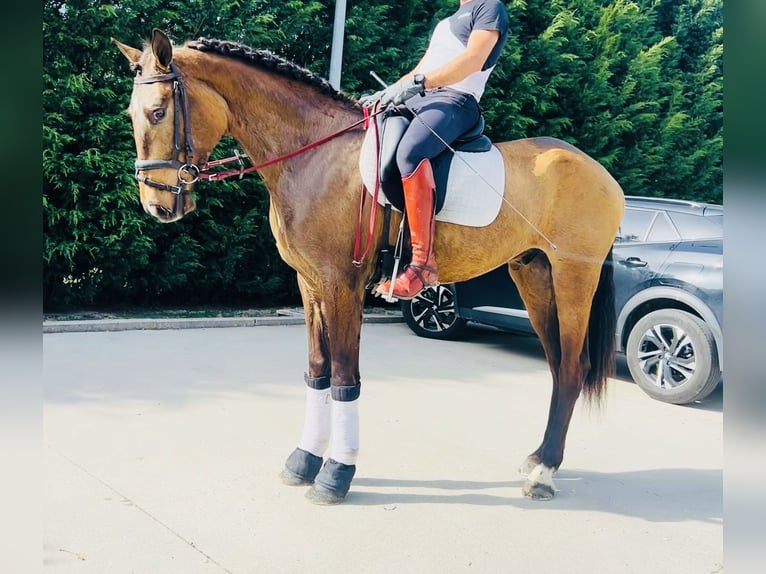 Andalusian Gelding 6 years 16 hh Buckskin in Madrid