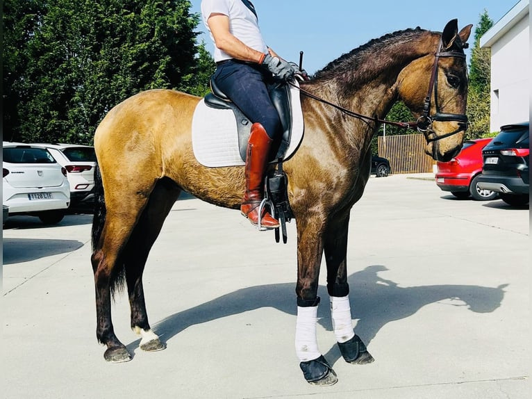 Andalusian Gelding 6 years 16 hh Buckskin in Madrid