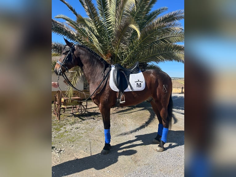 Andalusian Gelding 6 years 16 hh Buckskin in Valderrubio