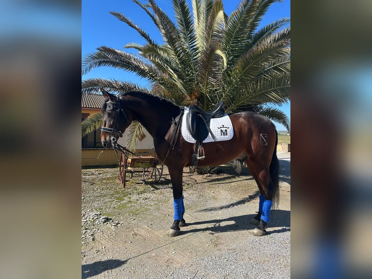 Andalusian Gelding 6 years 16 hh Buckskin in Valderrubio