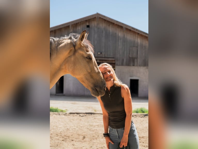 Andalusian Gelding 6 years 16 hh Buckskin in Grabenstätt
