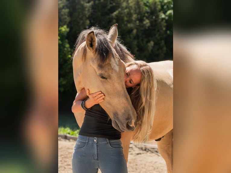 Andalusian Gelding 6 years 16 hh Buckskin in Grabenstätt
